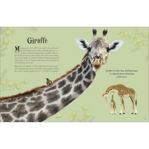 Anthology of Intriguing Animals